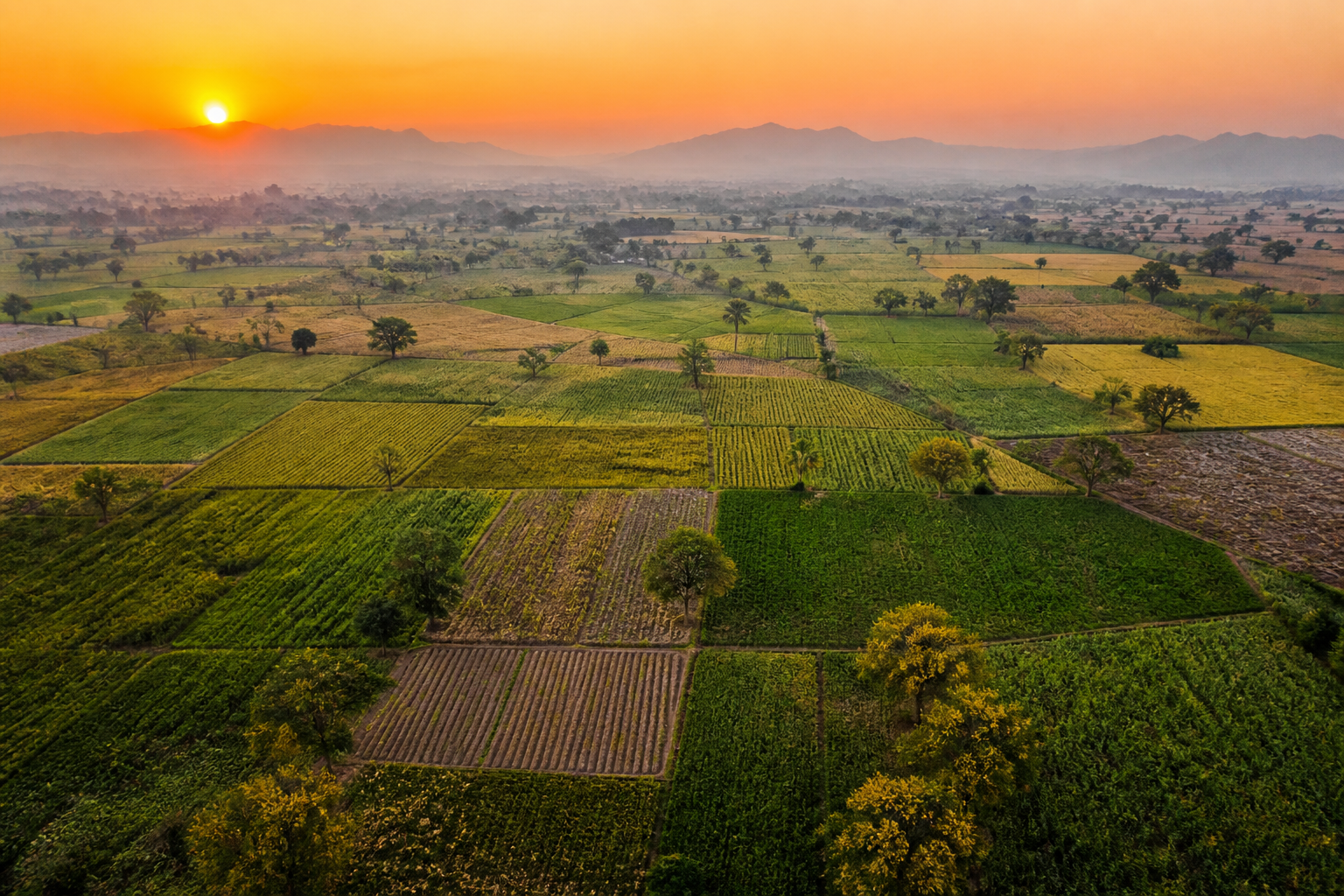Aerial view of agricultural fields showing a connected landscape of crop plots
